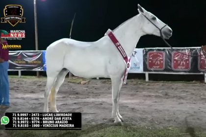 Moderna Publicidade produz live para o Haras Tropa Imperial em São Paulo