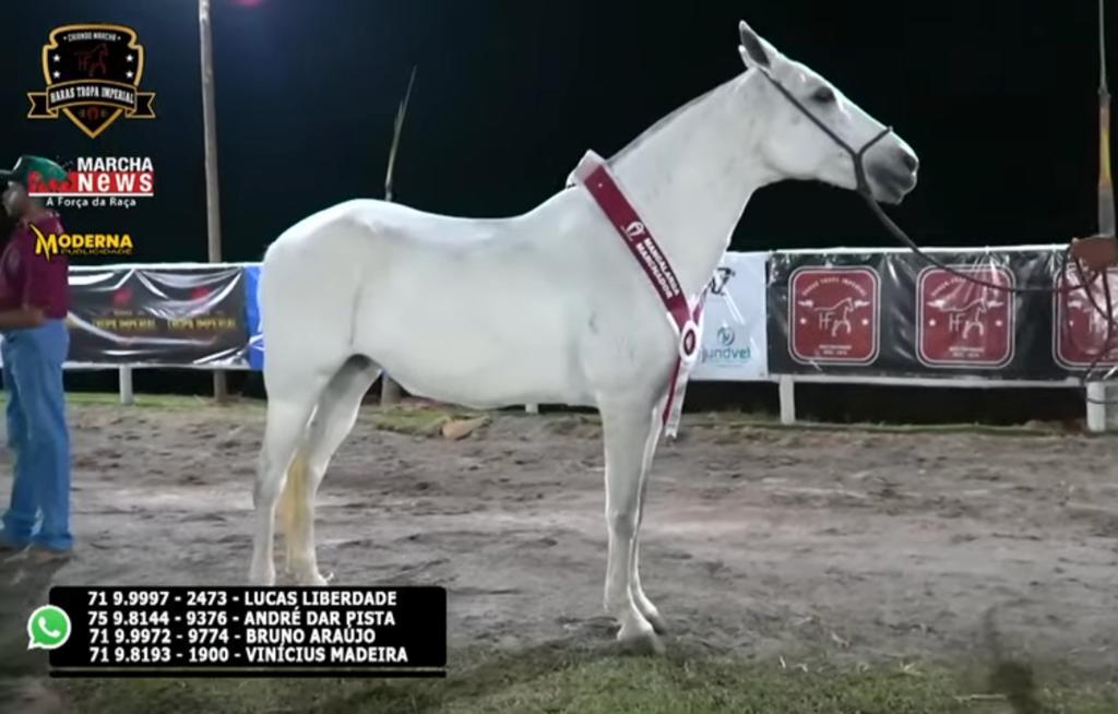 Moderna Publicidade produz live para o Haras Tropa Imperial em São Paulo