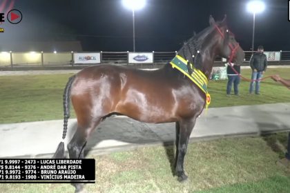 Moderna Publicidade realiza live do Haras Gordin em Planalto