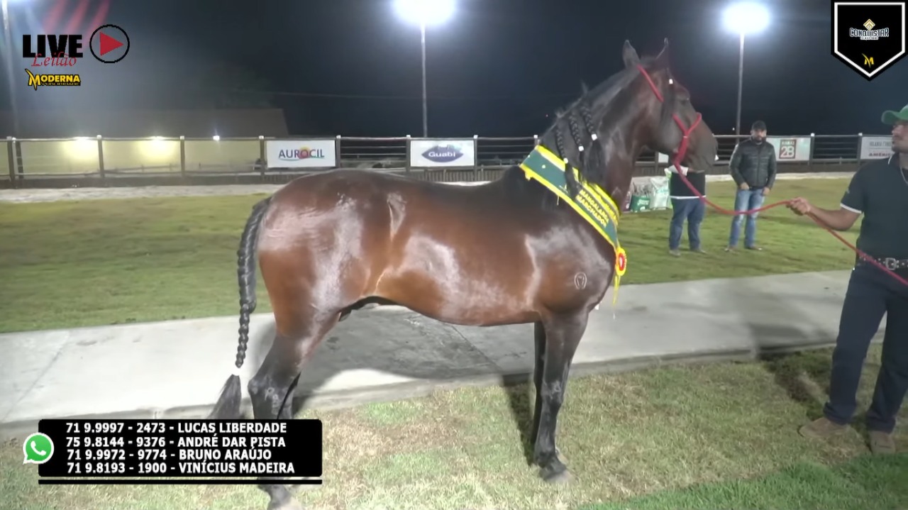 Moderna Publicidade realiza live do Haras Gordin em Planalto