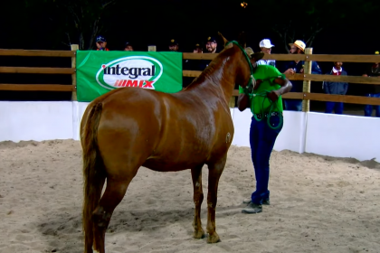 Moderna Publicidade produz live de 15 anos do Haras Alcançu