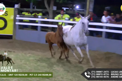 Moderna Publicidade realiza Live do Haras HD pelo terceiro ano seguido