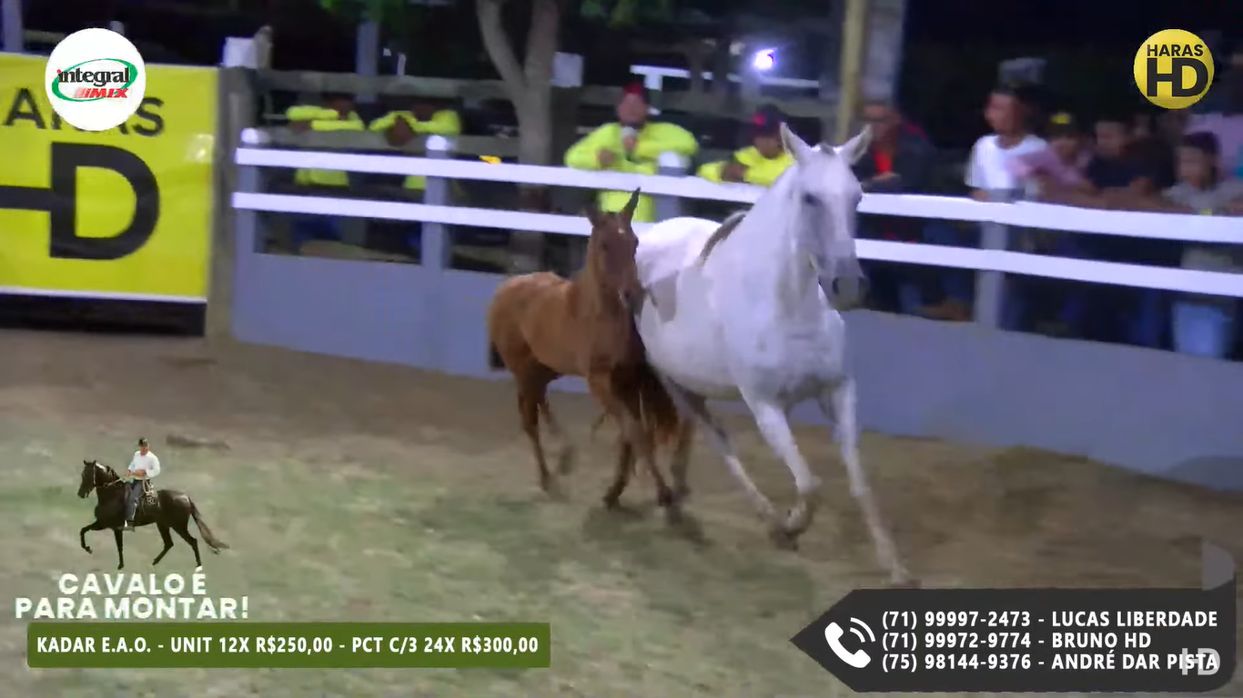 Moderna Publicidade realiza Live do Haras HD pelo terceiro ano seguido