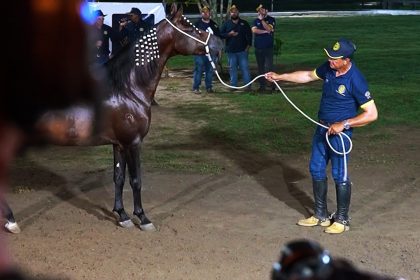 Moderna Publicidade transmite live exclusiva com exibição de cavalos de elite do Haras Alegram