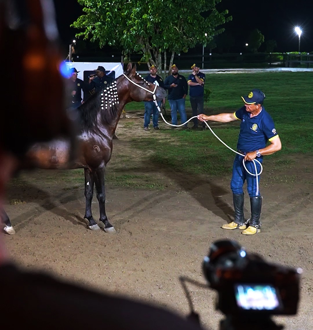 Moderna Publicidade transmite live exclusiva com exibição de cavalos de elite do Haras Alegram